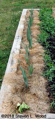Row of spring planted elephant garlic