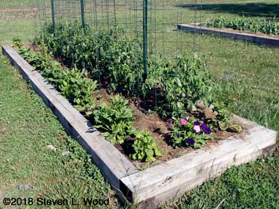 Abundant Bloomsdale spinach and Earlirouge tomatoes