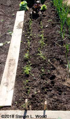 Radishes pulled revealing carrots