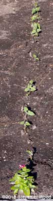 Green brans emerging