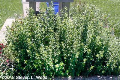 Oregano overgrowing...everything