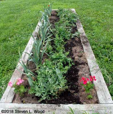 Elephant garlic and pea row