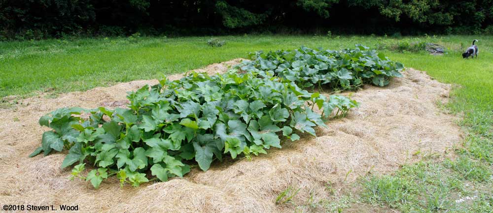 Pumpkin and squash vines
