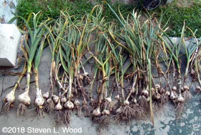 Garlic curing on porch