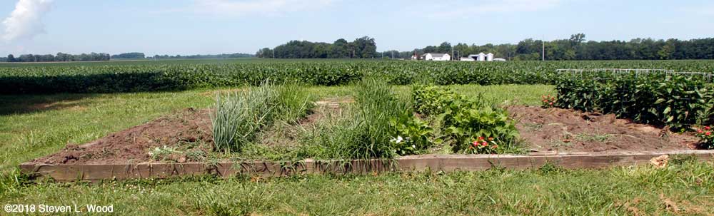Rough looking main raied bed