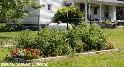 Earlirouge tomato plants