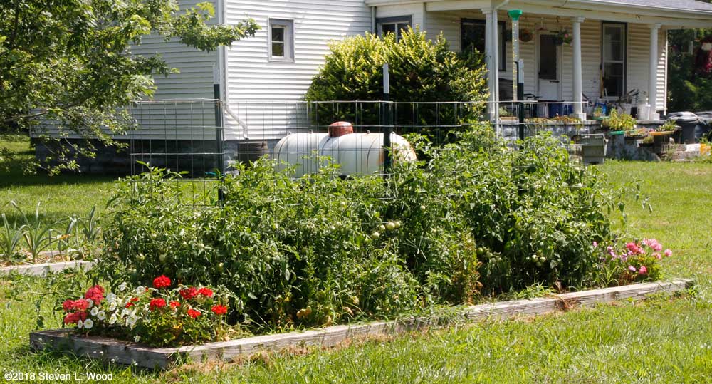 Earlirouge tomatoe plants - July 4, 2018