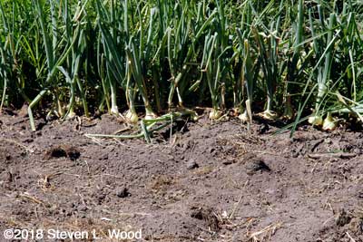 Onion row weeded on one side only