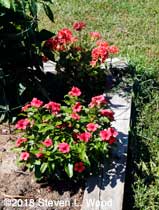 Vinca and geranium