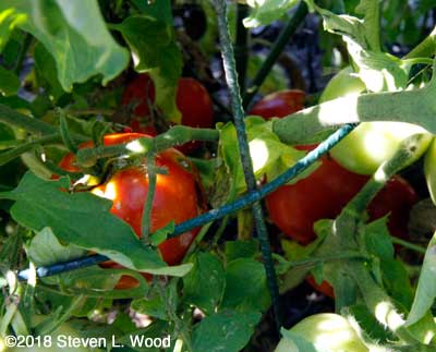First ripe tomatoes of 2018