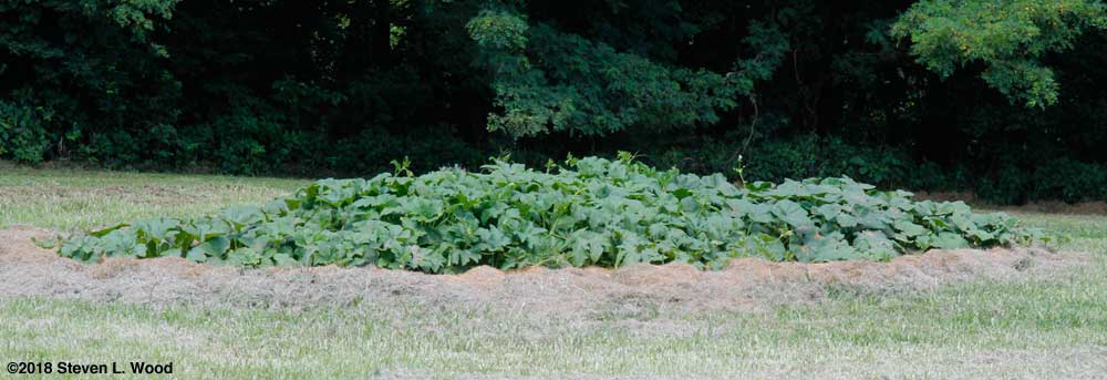 Pumpkin and butternut vines