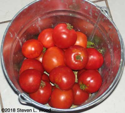 Tomatoes in bucket