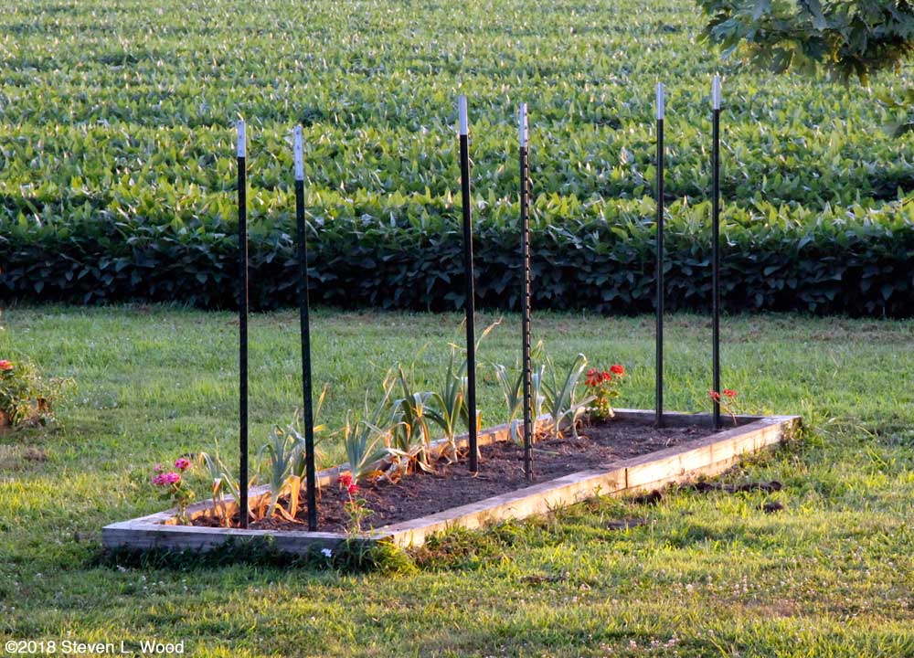 T-posts driven for trellis and ground ready for planting