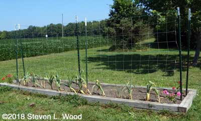 One trellis up