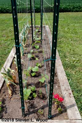 Cucumber plants between double trellis