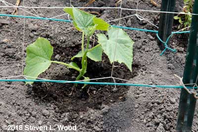 A healthy cucumber plant