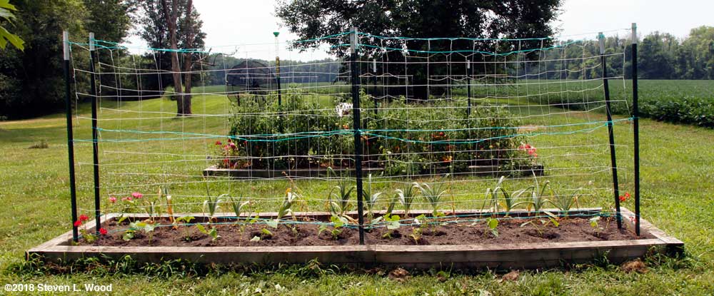 Cucumbers transplanted