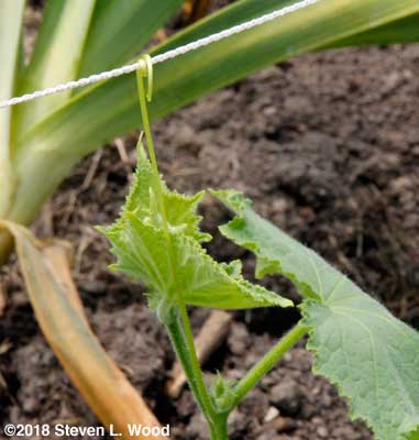 Cucumber plant tendril attached to netting