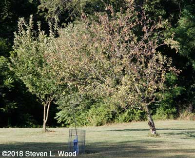 Dying Granny Smith apple tree