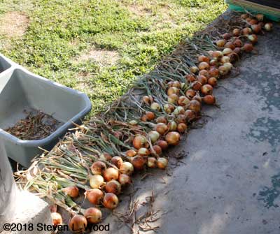 Onions curing on back porch