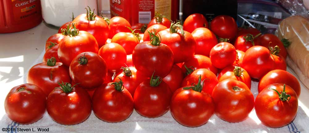 Earlirouge tomatoes