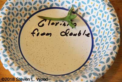 Dustlike gloxinia seed in paper bowl