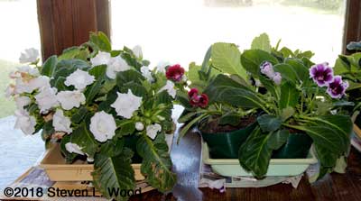 Gloxinias in bloom on dining room table