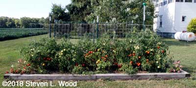 Lots more tomatoes ripening on the plants