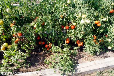 Closeup of lots of tomatoes