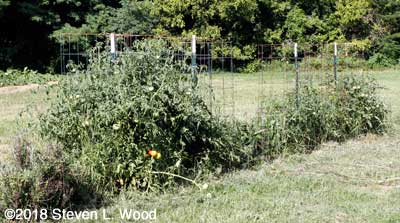 Tomatoes and peppers in our East Garden plot