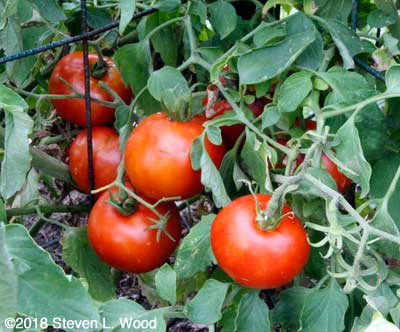 Cluster of Earlirouge tomatoes