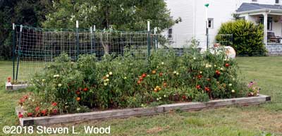 Our Earlirouge tomatoes - AFTER today's picking