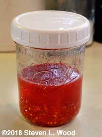 Seed and gel in jar to ferment