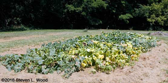Pumpkin (foreground) and butternut vines