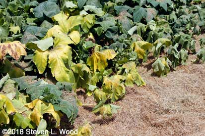 Closeup of drought and squash bug damage