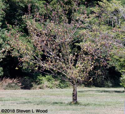 Sick Granny Smith apple tree