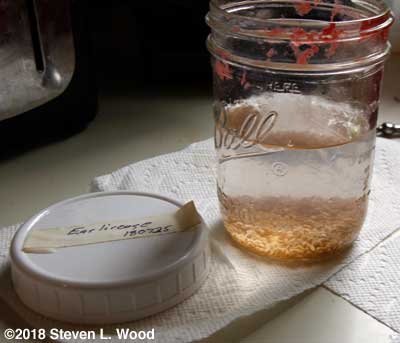 Rinsed tomato seed