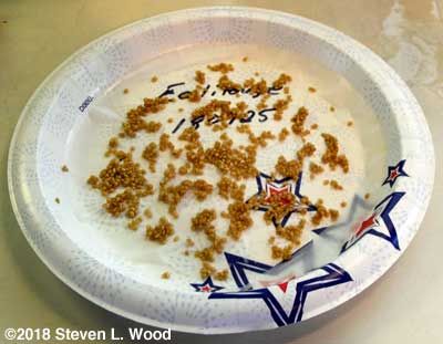 Seed drying on coffee filter