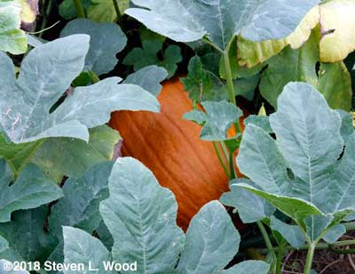 Nice pumpkin0