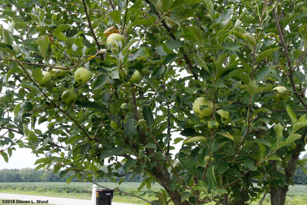 Stayman Winesap tree...maybe