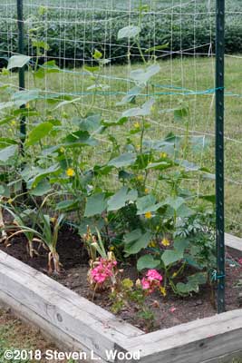 JLP cucumbers blooming