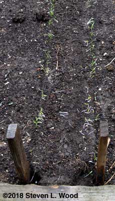 Carrots up