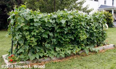 Cucumber vines on double trellis