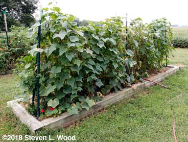 Cucumber vines