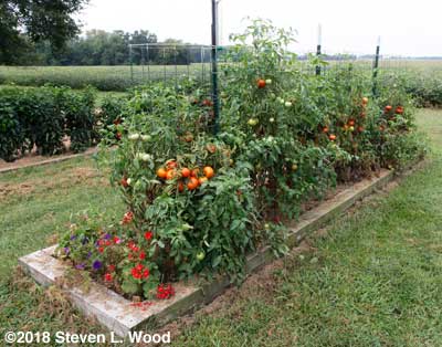 Earlirouge tomatoes producing again