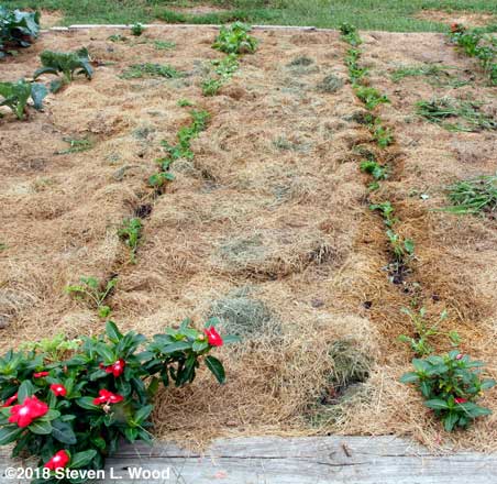 Kale rows - now weeded