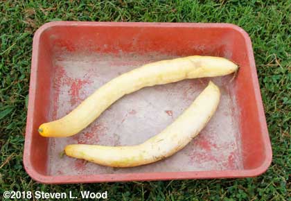 Cucumbers for seed saving