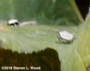 Squash bugs