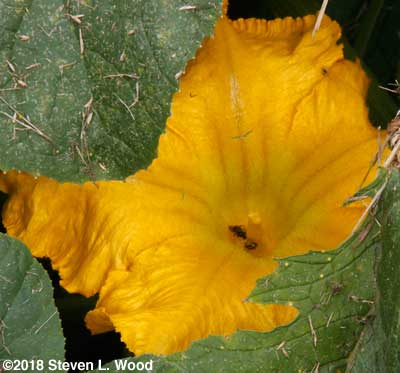 Bugs in pumpkin bloom