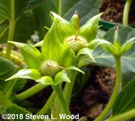 Note cracking bloom